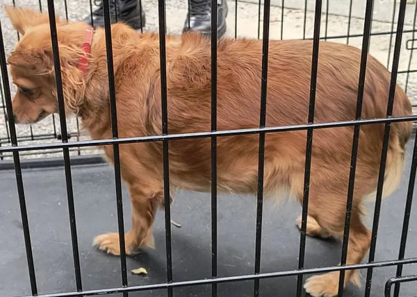 Znaleziono psa, Radom, 18 września 2025