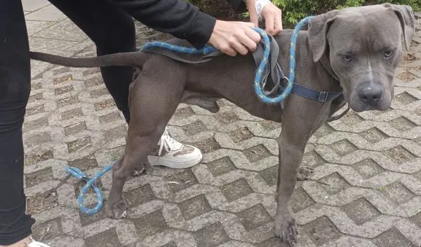 Znaleziono psa, Radom, 17 września 2025