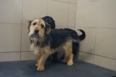 Pies do adopcji, Kraków, 6 września 2025