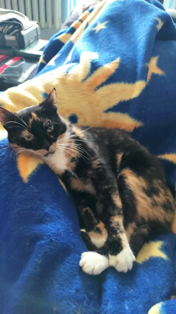 Zaginął kot, Żory, 21 września 2025 (1/2)