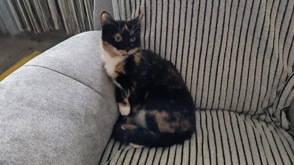 Zaginął kot, Żory, 21 września 2025 (2/2)