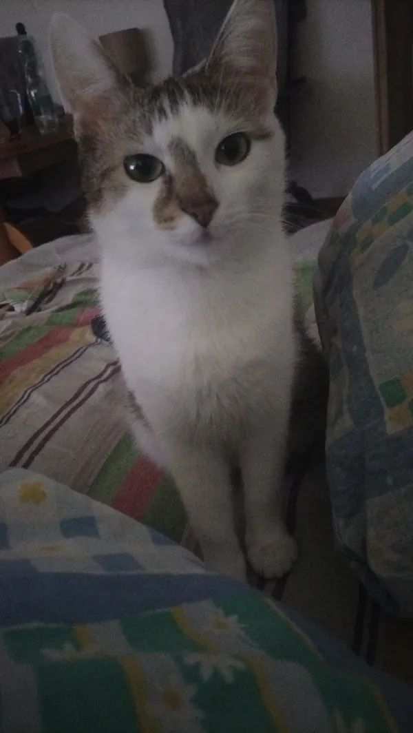 Zaginął kot, Chełm, Południe, 21 września 2025 (1/3)