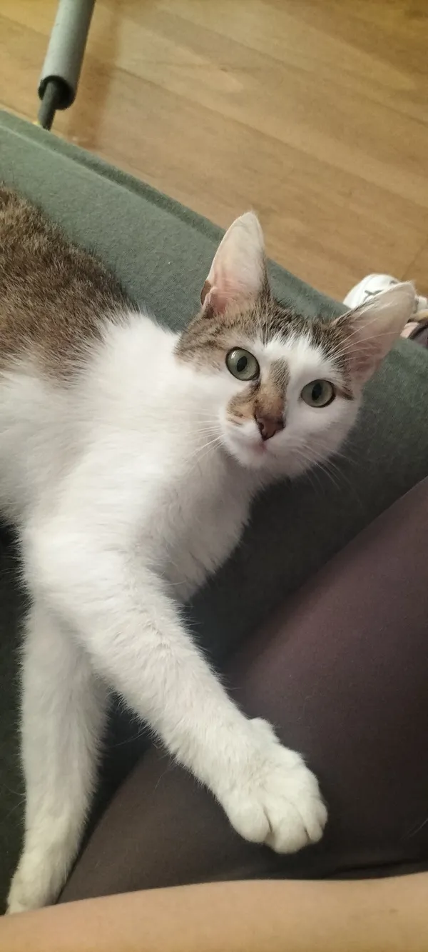 Zaginął kot, Chełm, Południe, 21 września 2025 (2/3)