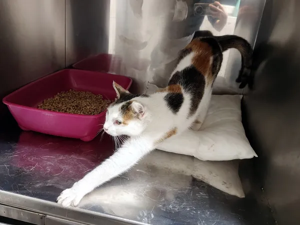 Kot do adopcji, Włocławek, 20 września 2025 (2/2)