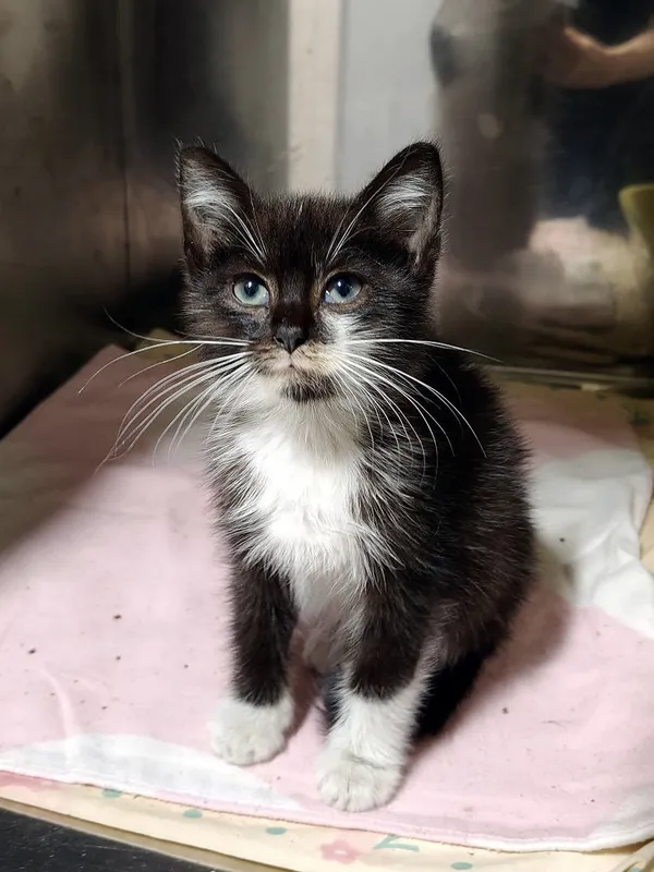 Kot do adopcji, Włocławek, 20 września 2025 (2/3)