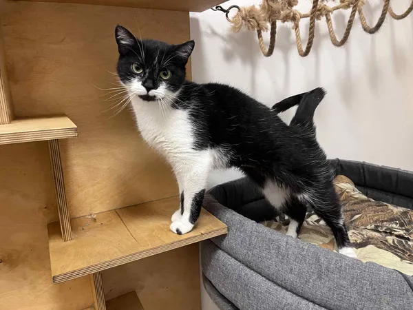 Kot do adopcji, Włocławek, 19 września 2025 (1/3)