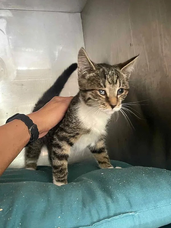 Kot do adopcji, Włocławek, 19 września 2025 (1/2)