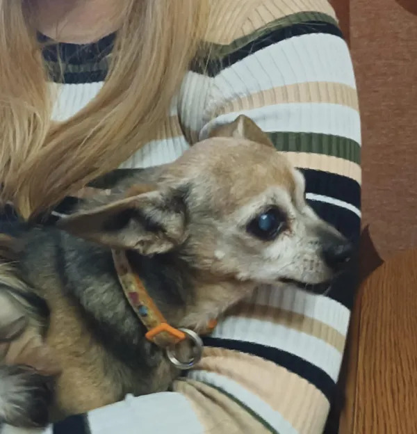 Zaginął pies, Łódź, Ruda Pabianicka, 21 września 2025