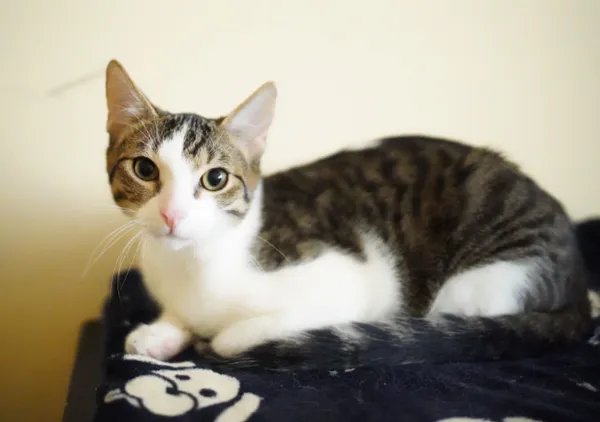 Pies do adopcji, Głowno, 14 listopada 2025 (1/2)