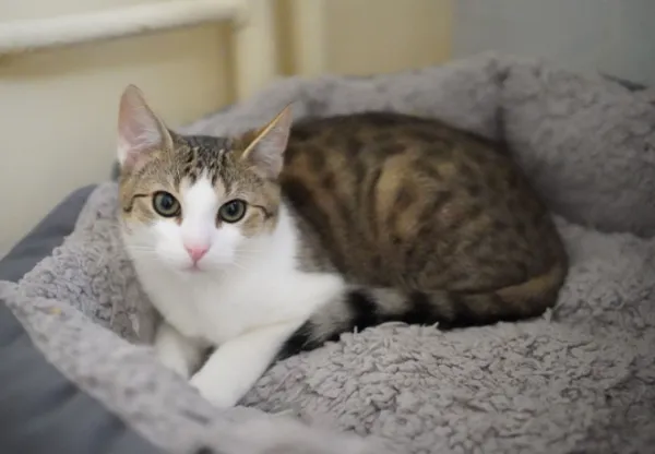 Pies do adopcji, Głowno, 14 listopada 2025 (2/2)