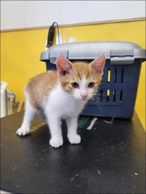 Znaleziono kota, Grudziądz, 21 września 2025