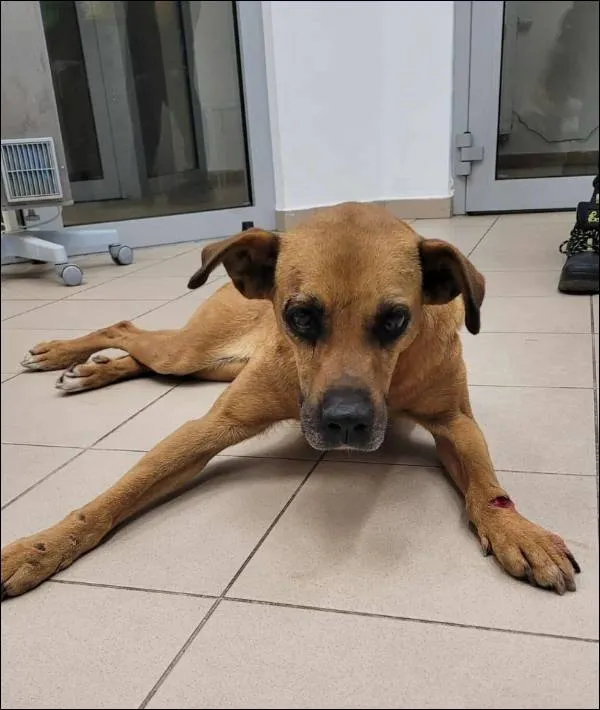 Znaleziono psa, Grudziądz, 20 września 2025