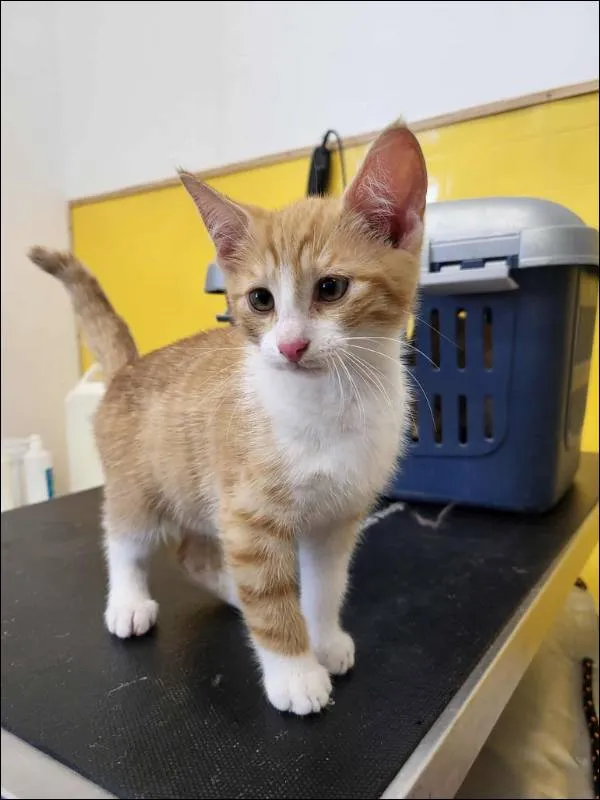 Znaleziono kota, Grudziądz, 21 września 2025