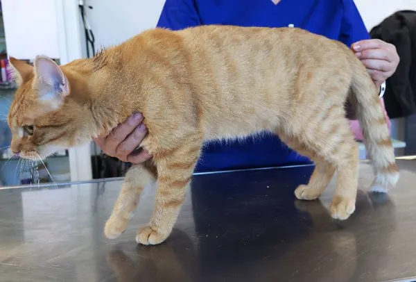 Znaleziono kota, Łódź, 20 września 2025 (1/2)