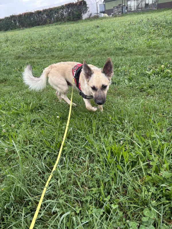 Znaleziono psa, Żywiec, 22 września 2025 (1/5)