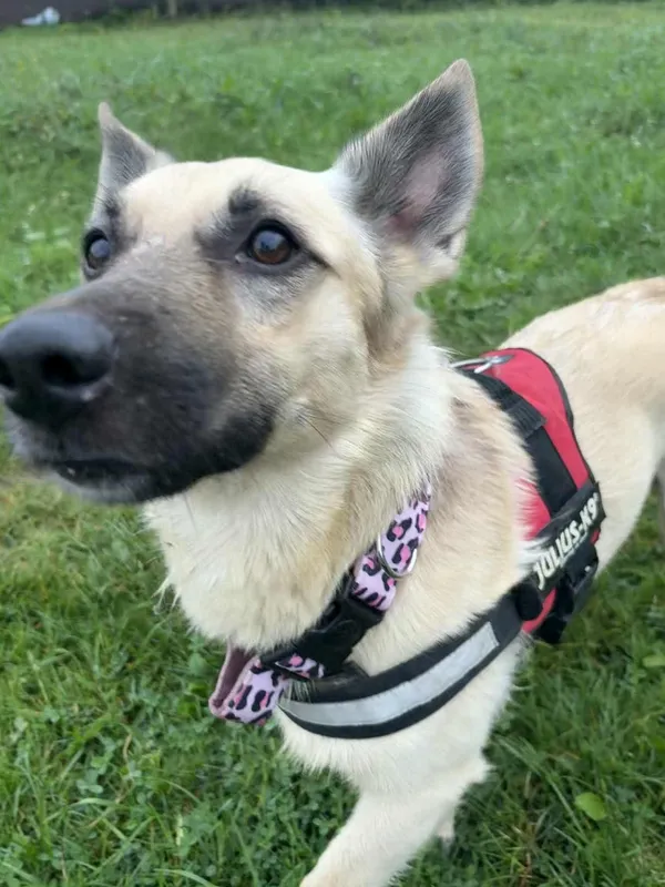 Znaleziono psa, Żywiec, 22 września 2025 (4/5)