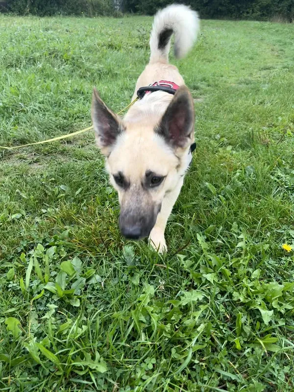 Znaleziono psa, Żywiec, 22 września 2025 (2/5)