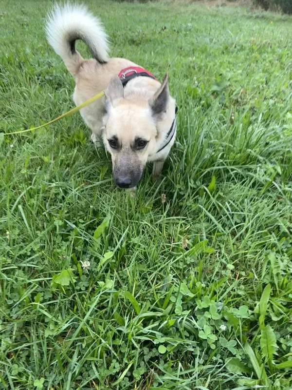 Znaleziono psa, Żywiec, 22 września 2025 (5/5)