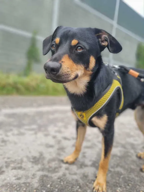 Znaleziono psa, Żywiec, 22 września 2025 (4/5)