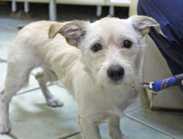 Znaleziono psa, Łódź, 21 września 2025 (1/4)