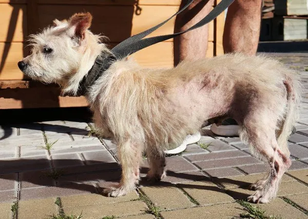 Znaleziono psa, Łódź, 21 września 2025 (4/4)