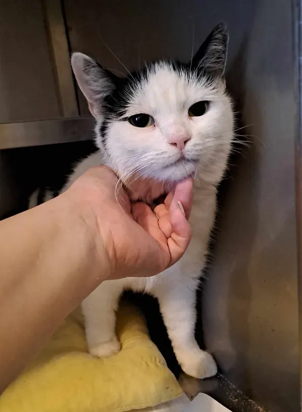 Znaleziono kota, Olsztyn, 19 września 2025 (1/2)