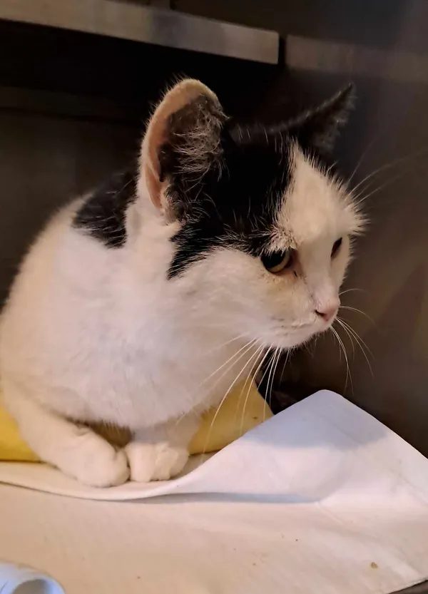 Znaleziono kota, Olsztyn, 19 września 2025 (2/2)