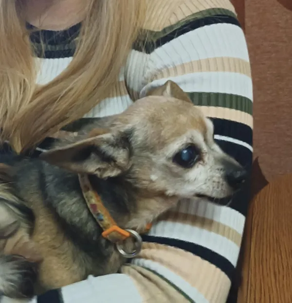 Zaginął pies, Łódź, 22 września 2025