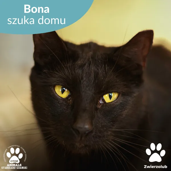 Kot do adopcji, Starogard Gdański, 22 września 2025 (1/3)