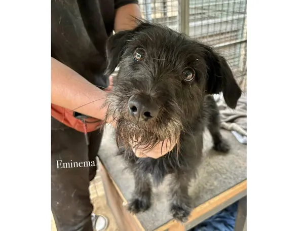 Pies do adopcji, Przyborówko, 22 września 2025