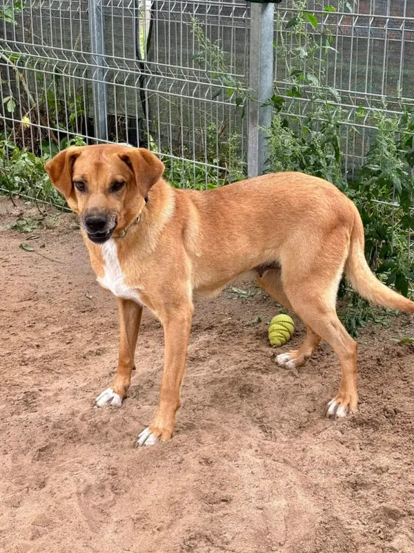 Pies do adopcji, Przyborówko, 22 kwietnia 2026 (1/5)