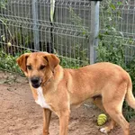 Pies do adopcji