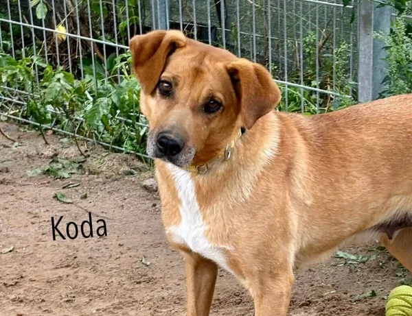 Pies do adopcji, Przyborówko, 22 kwietnia 2026 (2/5)