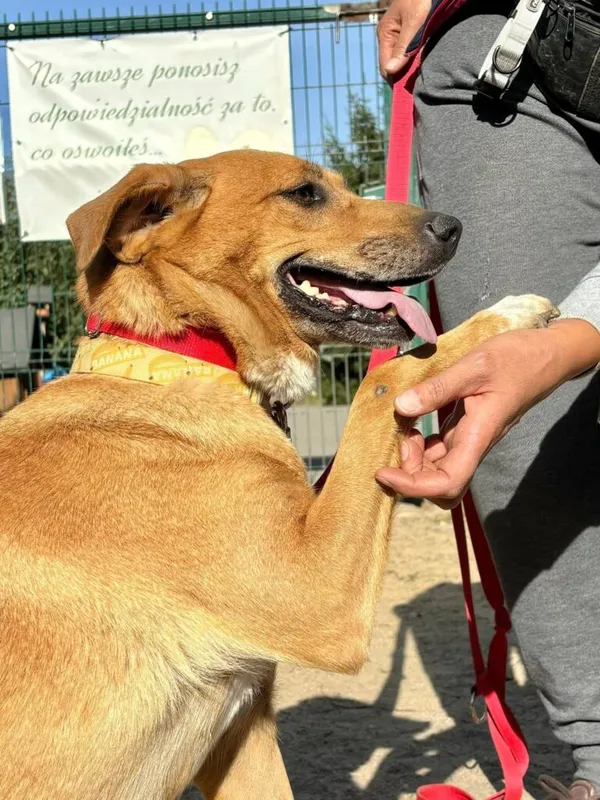 Pies do adopcji, Przyborówko, 22 kwietnia 2026 (3/5)