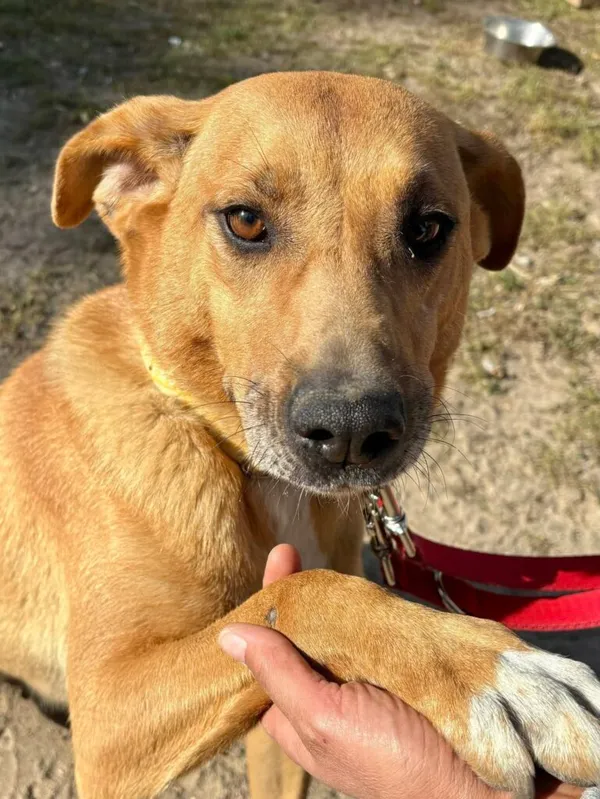 Pies do adopcji, Przyborówko, 22 kwietnia 2026 (4/5)