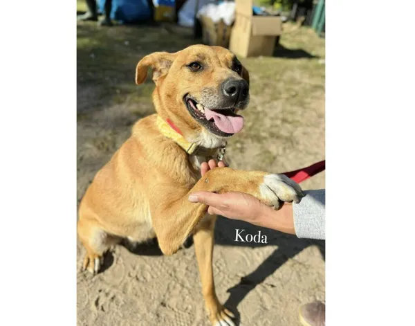 Pies do adopcji, Przyborówko, 22 kwietnia 2026 (5/5)