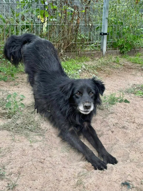 Pies do adopcji, Przyborówko, 22 września 2025 (2/3)