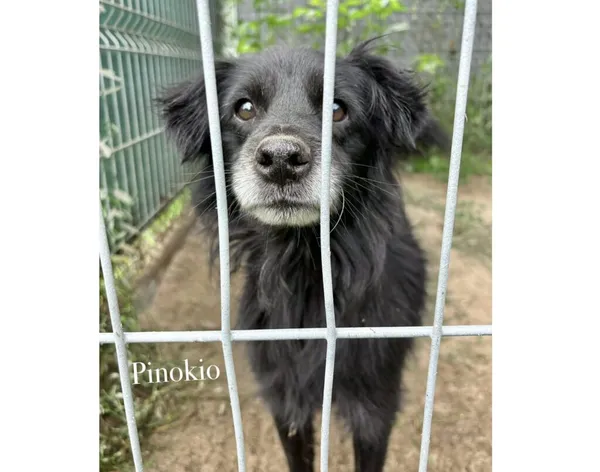 Pies do adopcji, Przyborówko, 22 września 2025 (3/3)