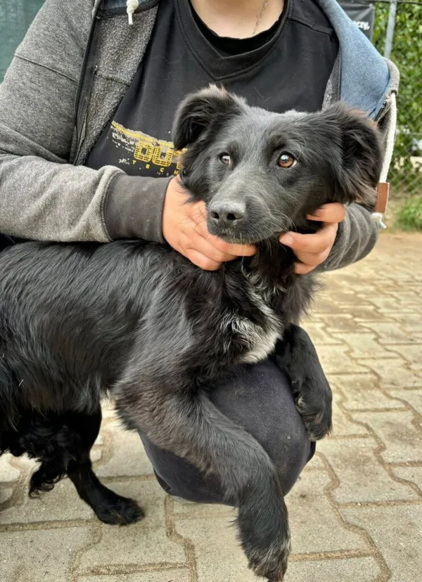 Pies do adopcji, Przyborówko, 22 września 2025 (3/3)