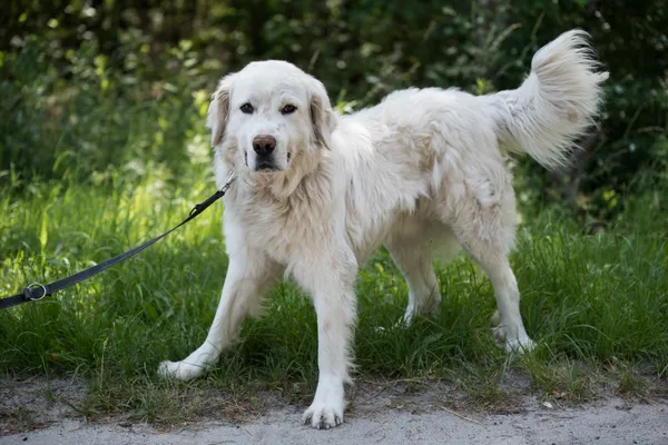 Pies do adopcji, Nowodwór, 7 lipca 2025 (1/5)