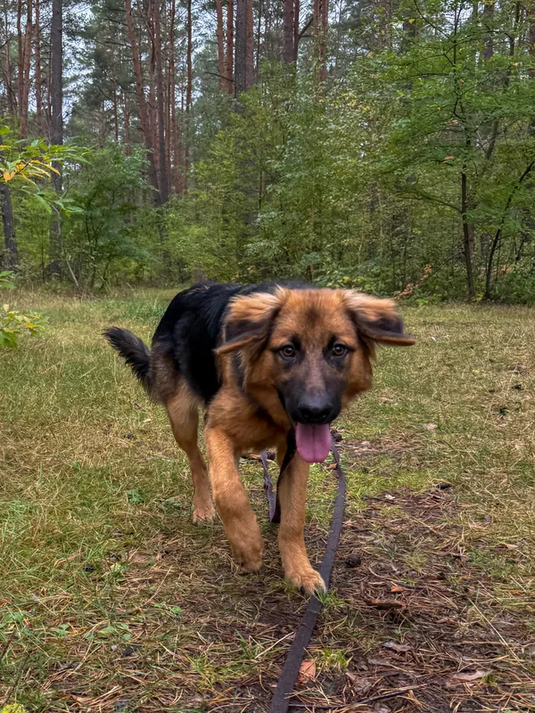 Pies do adopcji, Włocławek, 22 września 2025 (3/5)