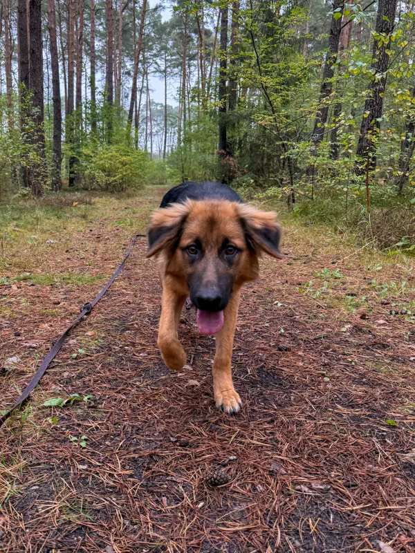 Pies do adopcji, Włocławek, 22 września 2025 (4/5)