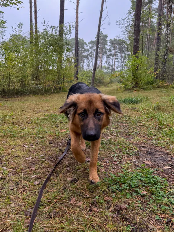 Pies do adopcji, Włocławek, 22 września 2025 (5/5)