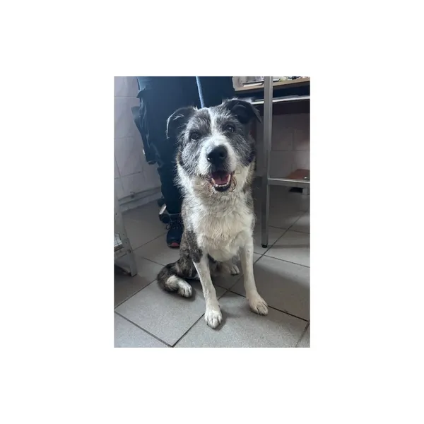 Znaleziono psa, Białystok, 21 września 2025