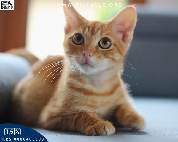 Kot do adopcji, Rzeszów, 22 września 2025 (1/6)