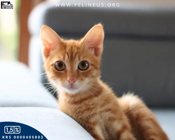 Kot do adopcji, Rzeszów, 22 września 2025 (4/6)