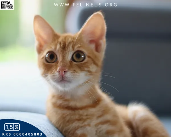 Kot do adopcji, Rzeszów, 22 września 2025 (6/6)