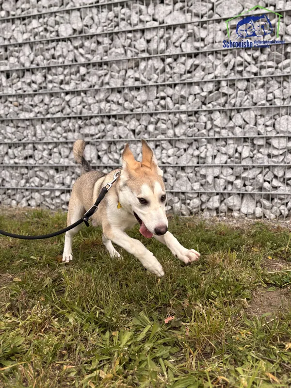 Znaleziono psa, Szczecin, 22 września 2025 (2/5)