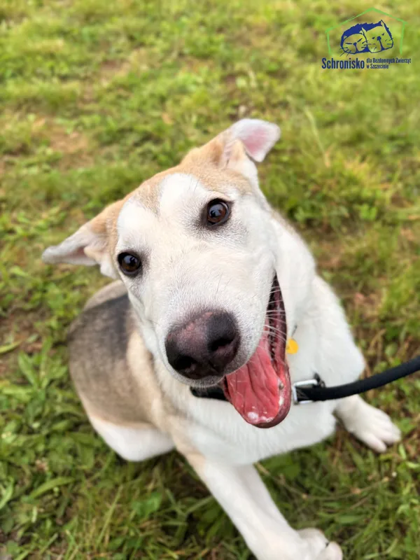 Znaleziono psa, Szczecin, 22 września 2025 (3/5)