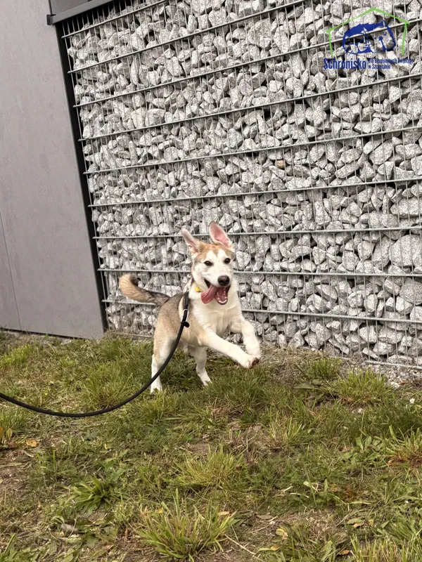 Znaleziono psa, Szczecin, 22 września 2025 (5/5)